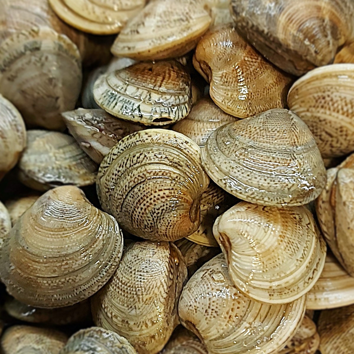 Come scegliere, pulire e spurgare le&nbsp;vongole