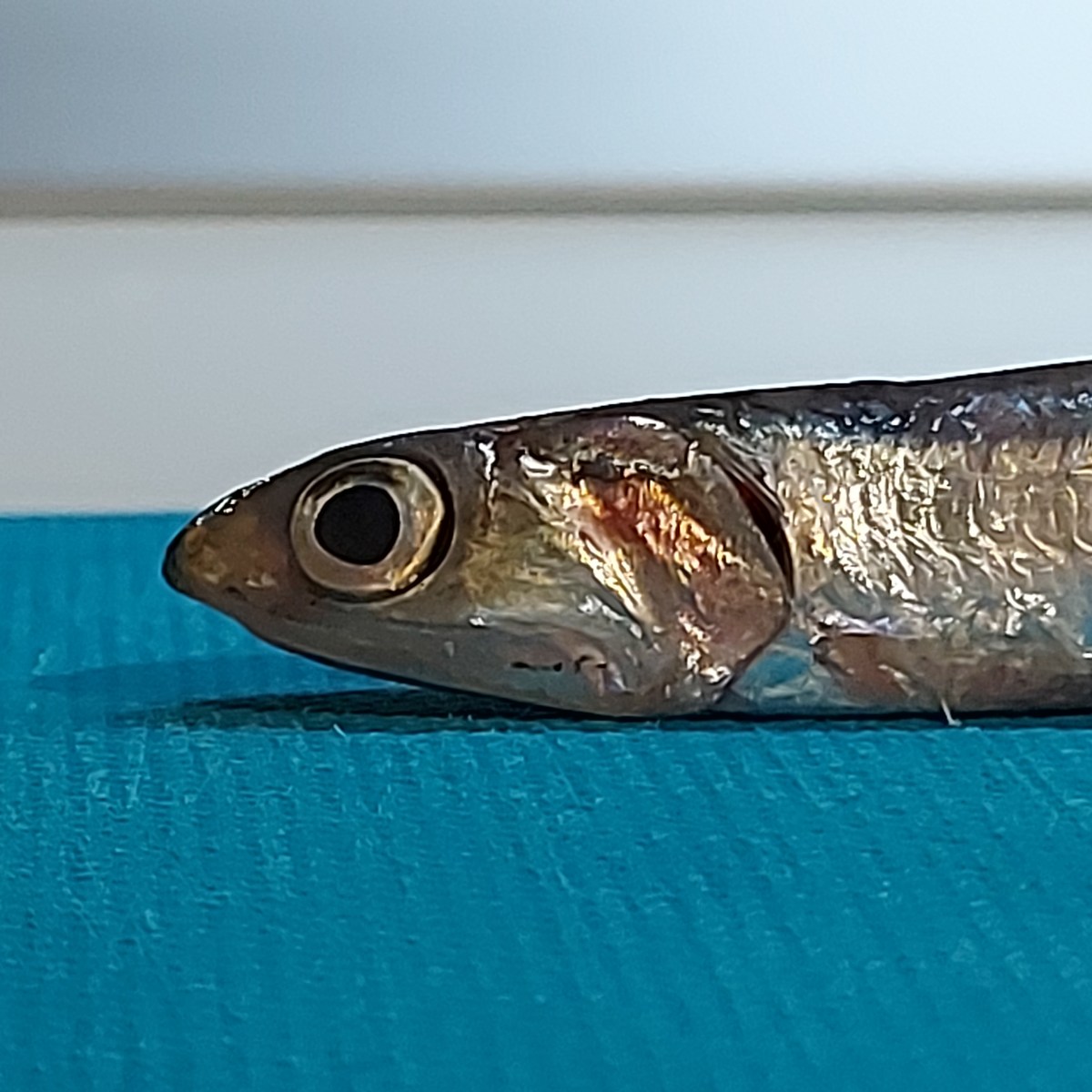 Come pulire le&nbsp;alici