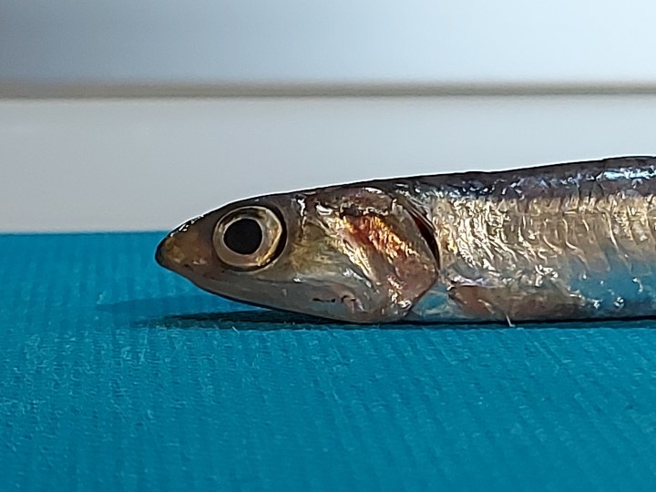 Come pulire le&nbsp;alici